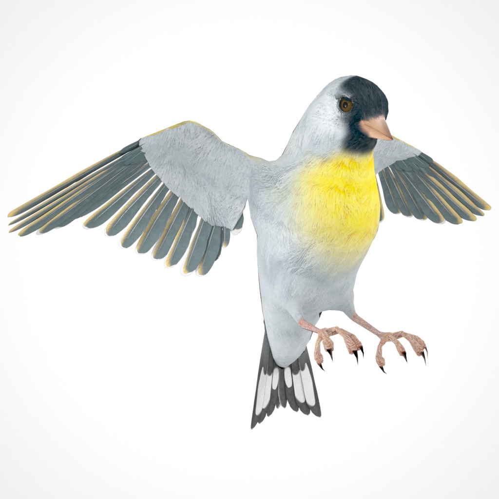 3D Bird Pack Lawrence Finch Male and Female Low-poly 3D model  Low-poly 3D model_32