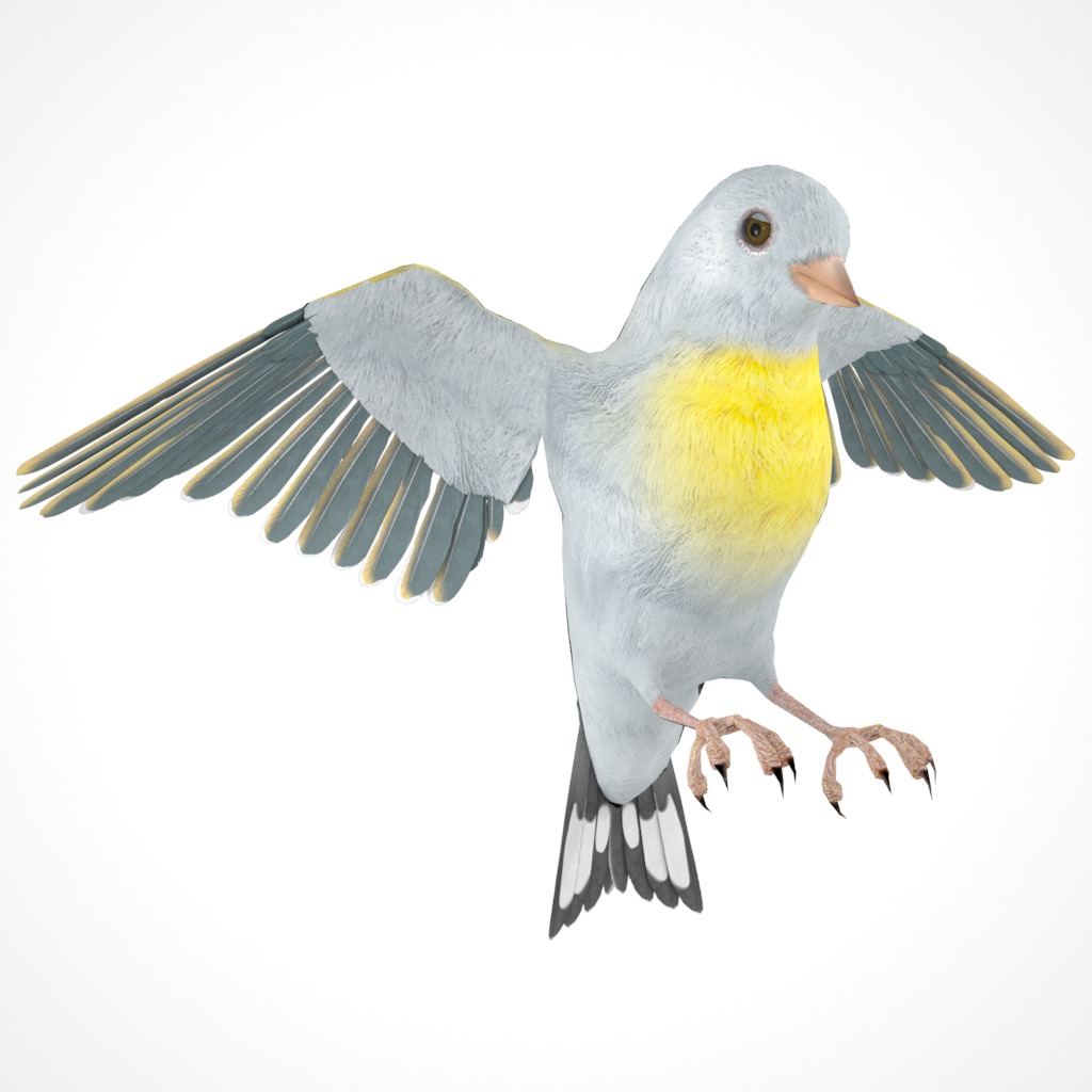 3D Bird Pack Lawrence Finch Male and Female Low-poly 3D model  Low-poly 3D model_31