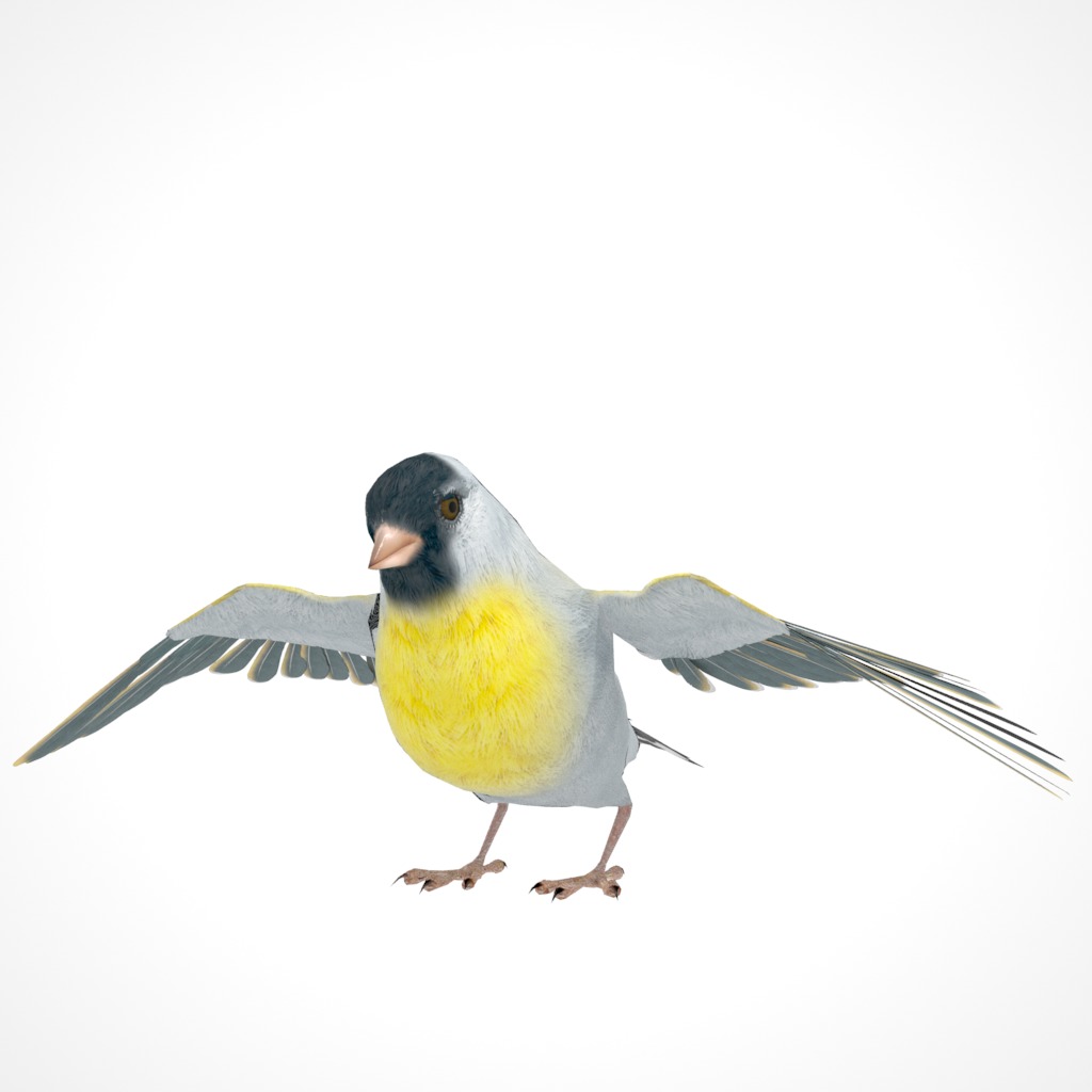 3D Bird Pack Lawrence Finch Male and Female Low-poly 3D model  Low-poly 3D model_26