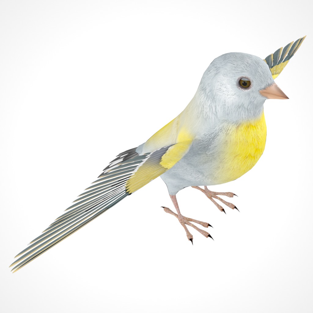 3D Bird Pack Lawrence Finch Male and Female Low-poly 3D model  Low-poly 3D model_13