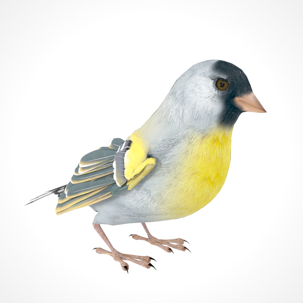 3D Bird Pack Lawrence Finch Male and Female Low-poly 3D model  Low-poly 3D model_14