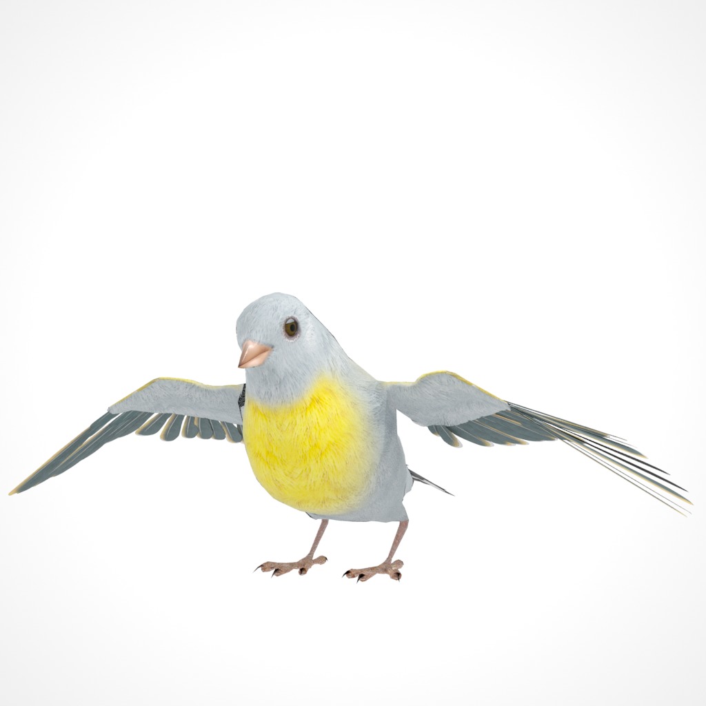 3D Bird Pack Lawrence Finch Male and Female Low-poly 3D model  Low-poly 3D model_25