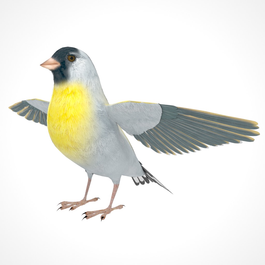 3D Bird Pack Lawrence Finch Male and Female Low-poly 3D model  Low-poly 3D model_12
