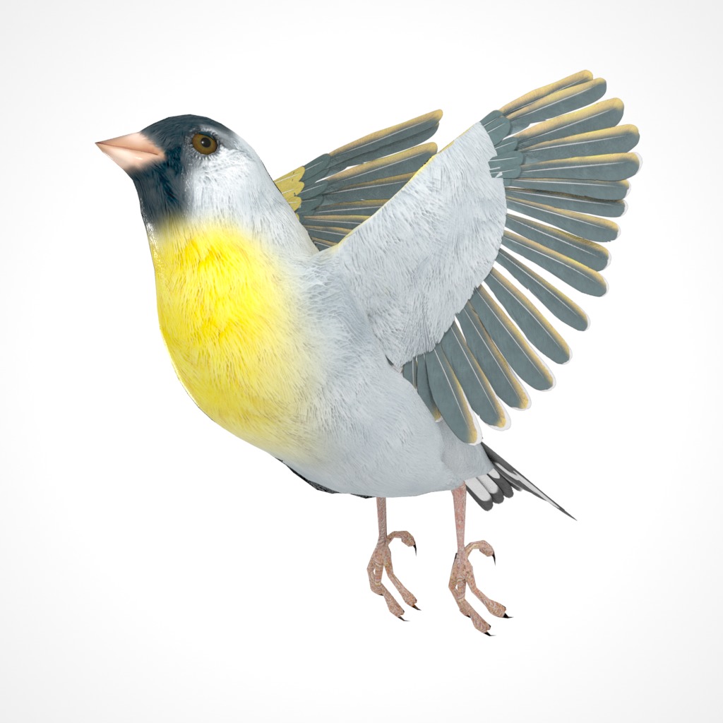 3D Bird Pack Lawrence Finch Male and Female Low-poly 3D model  Low-poly 3D model_28