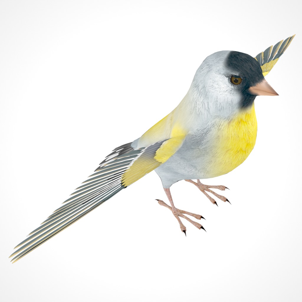 3D Bird Pack Lawrence Finch Male and Female Low-poly 3D model  Low-poly 3D model_18