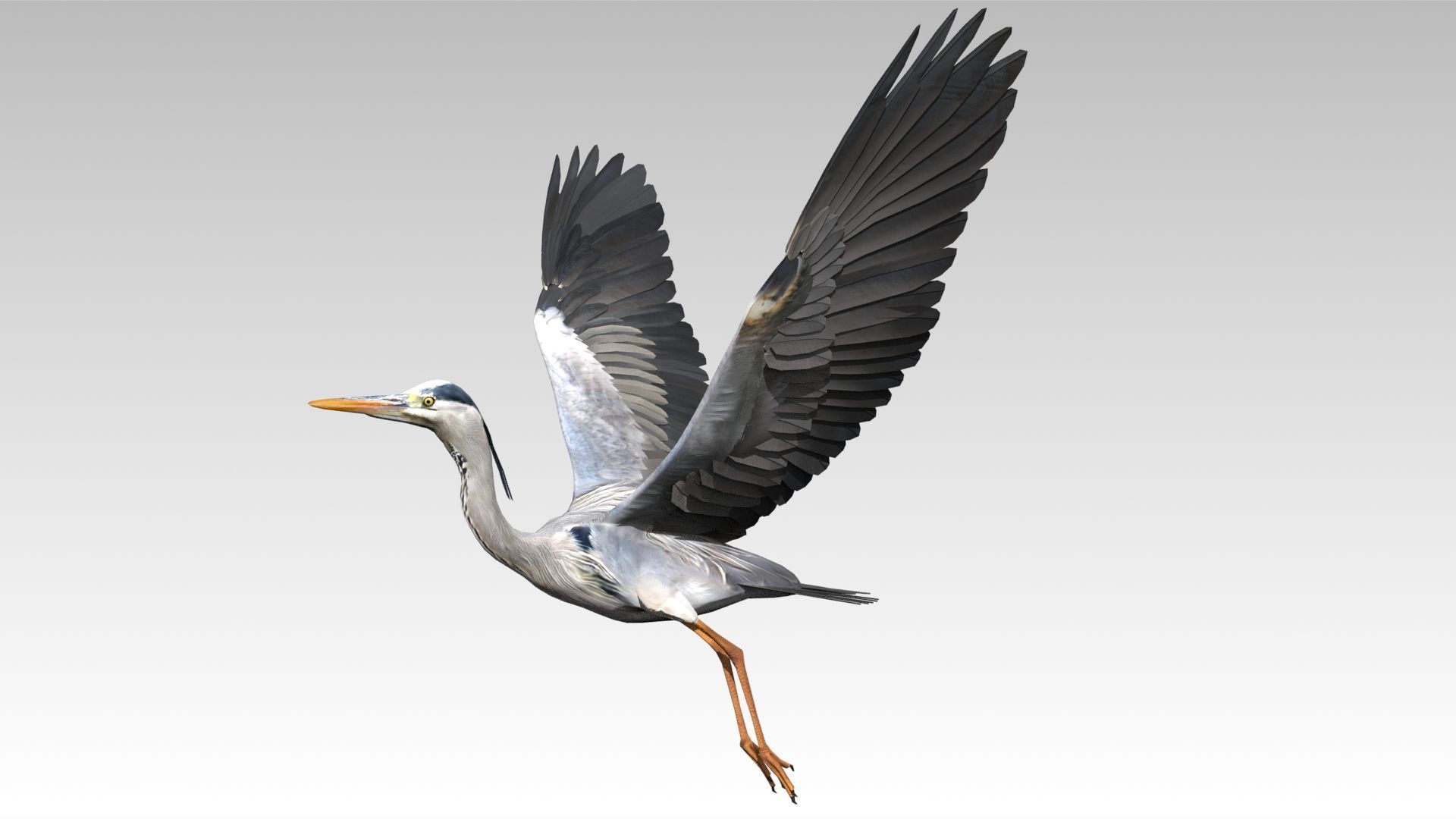Heron Low-poly 3D model_8