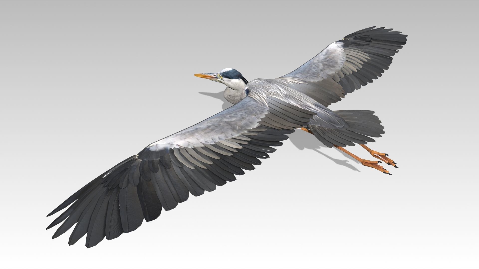 Heron Low-poly 3D model_6