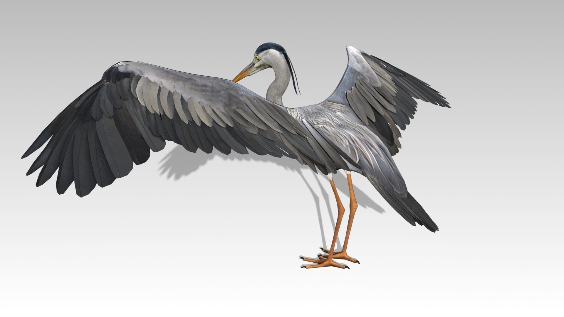 Heron Low-poly 3D model_4