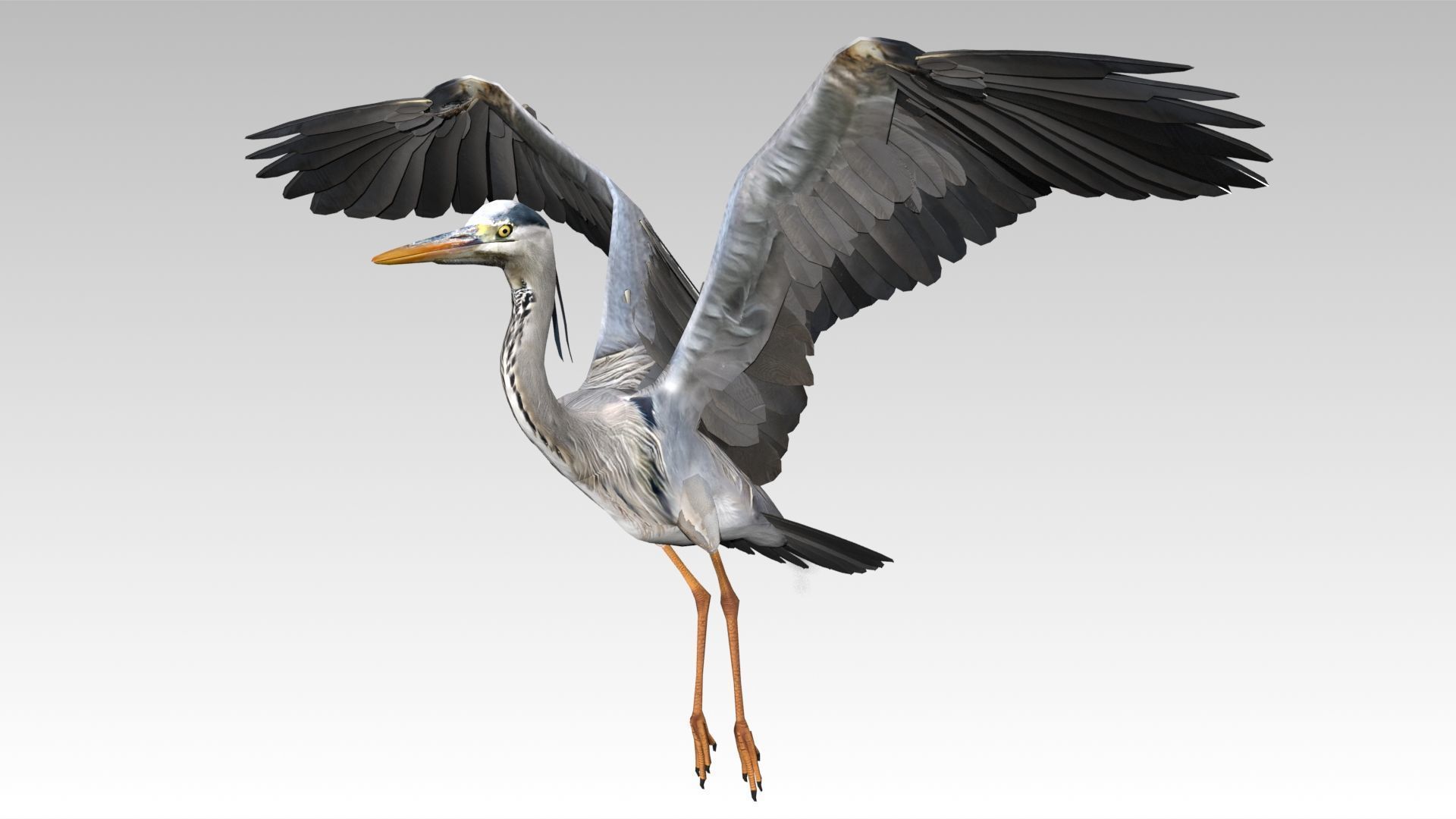 Heron Low-poly 3D model_10
