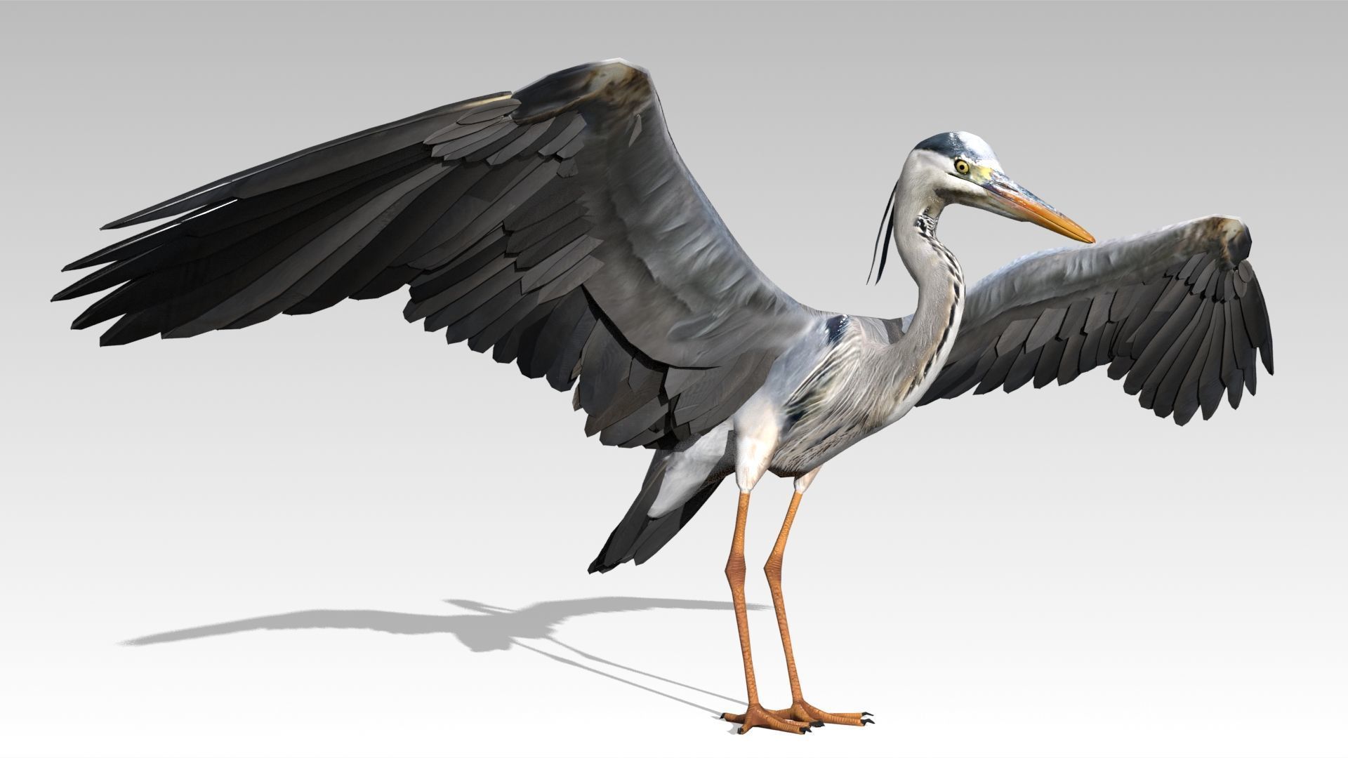 Heron Low-poly 3D model_5