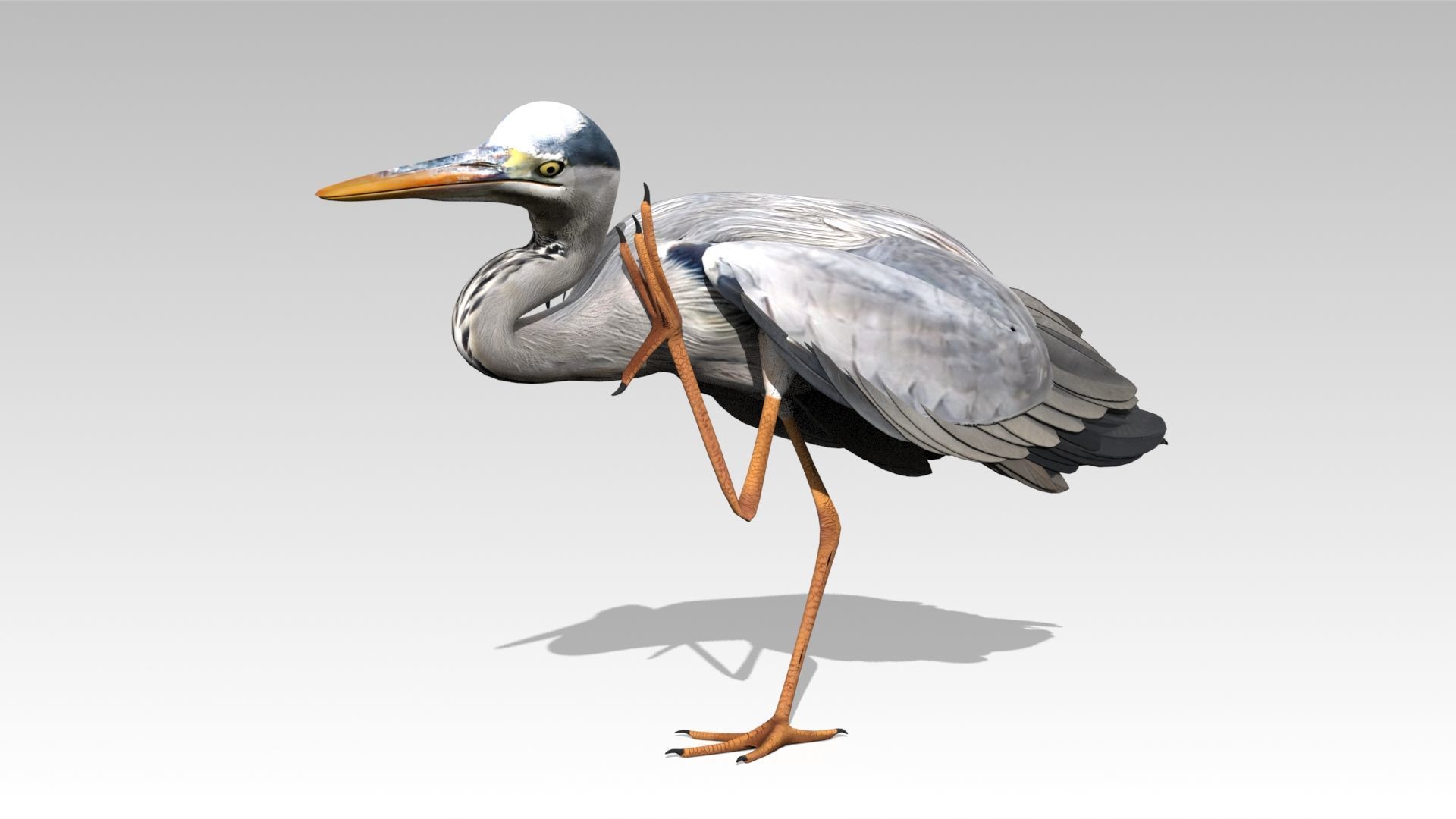 Heron Low-poly 3D model_3
