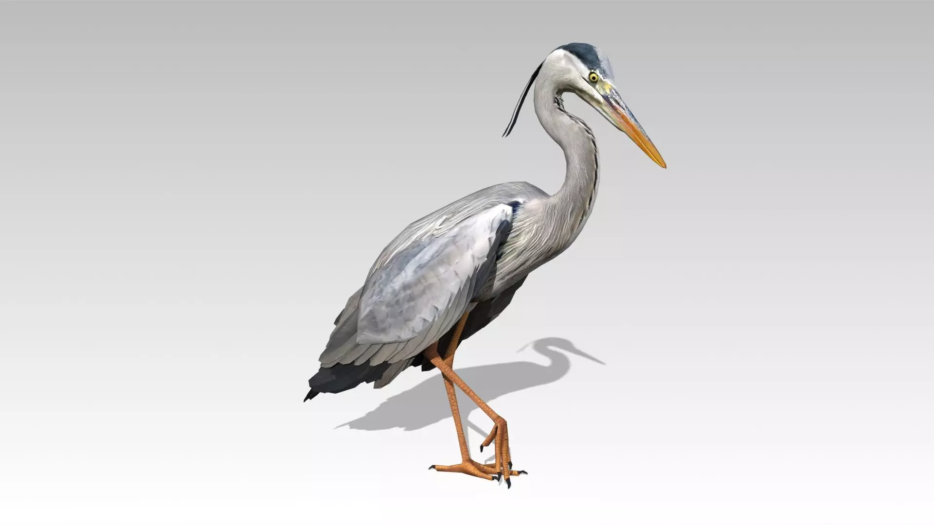 Heron Low-poly 3D model_0