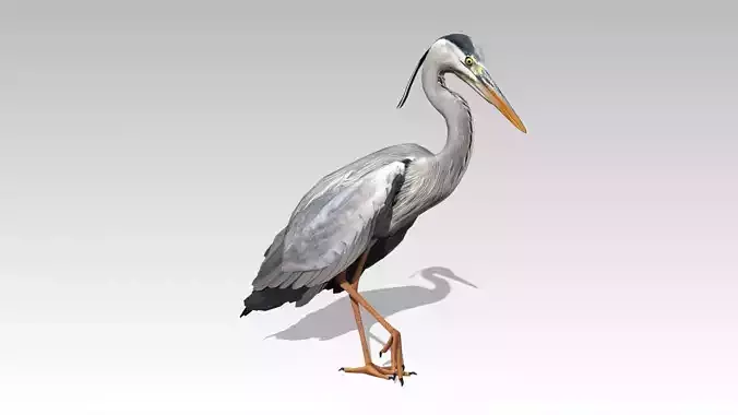 Heron Low-poly 3D model