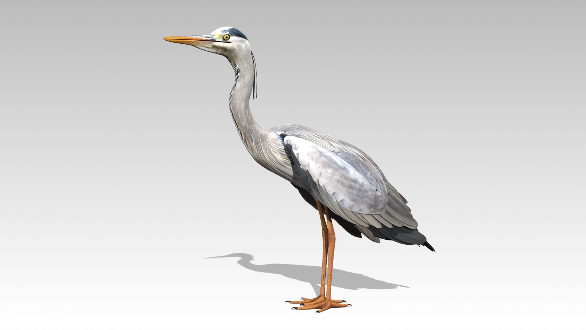 Heron Low-poly 3D model_2