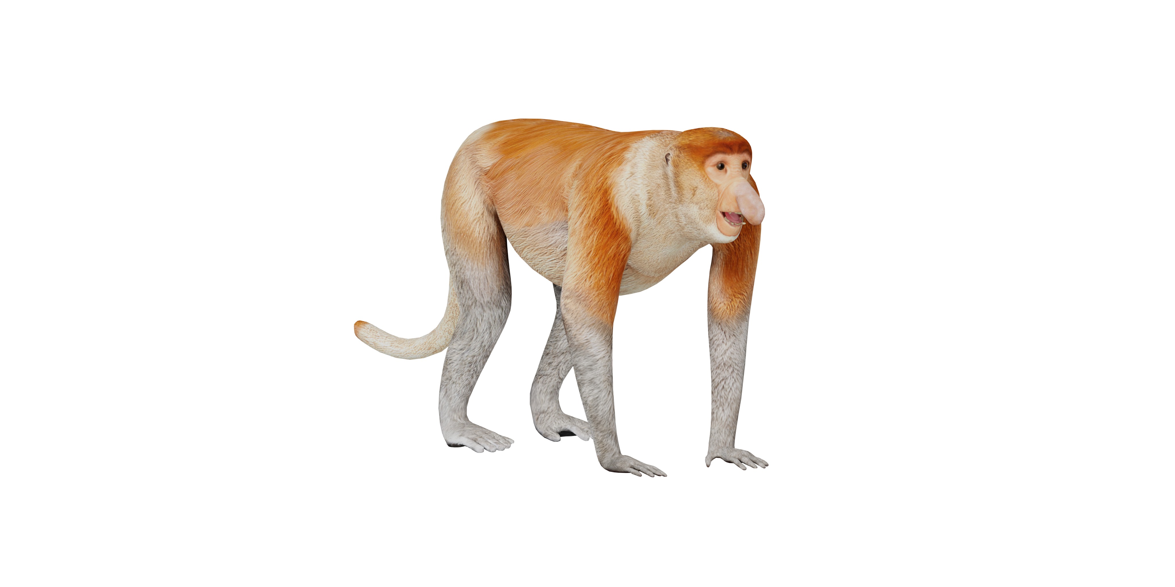 Proboscis Monkey Low-poly 3D model_4