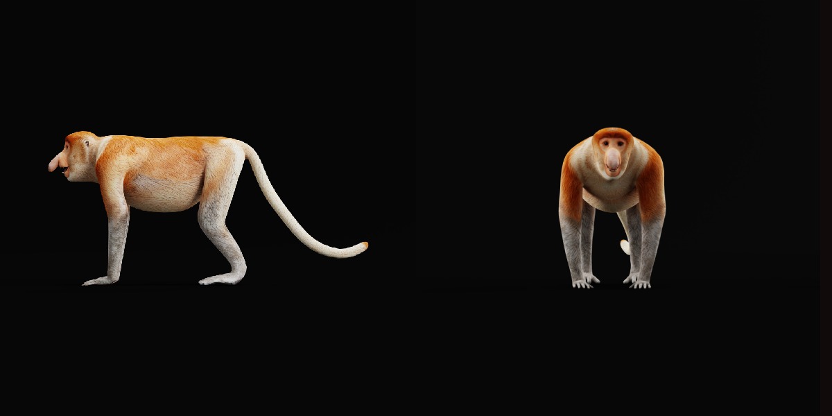 Proboscis Monkey Low-poly 3D model_32