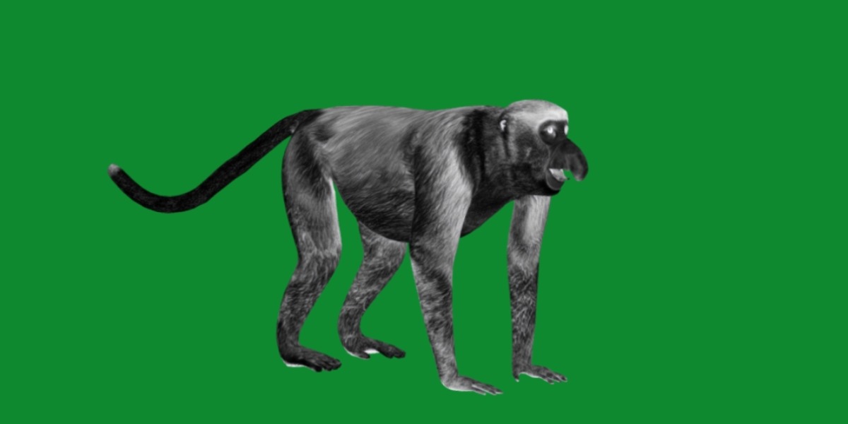 Proboscis Monkey Low-poly 3D model_10