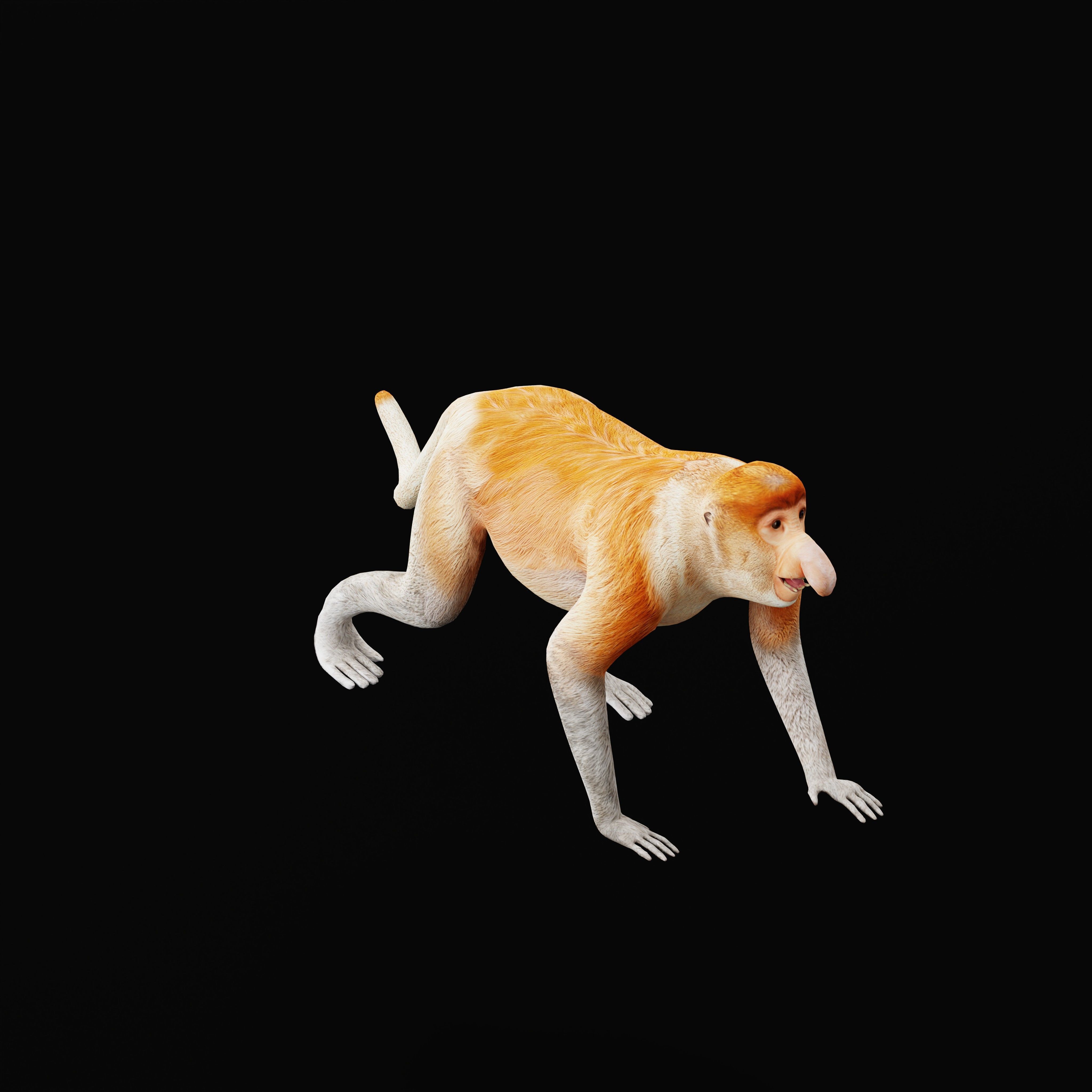 Proboscis Monkey Low-poly 3D model_46