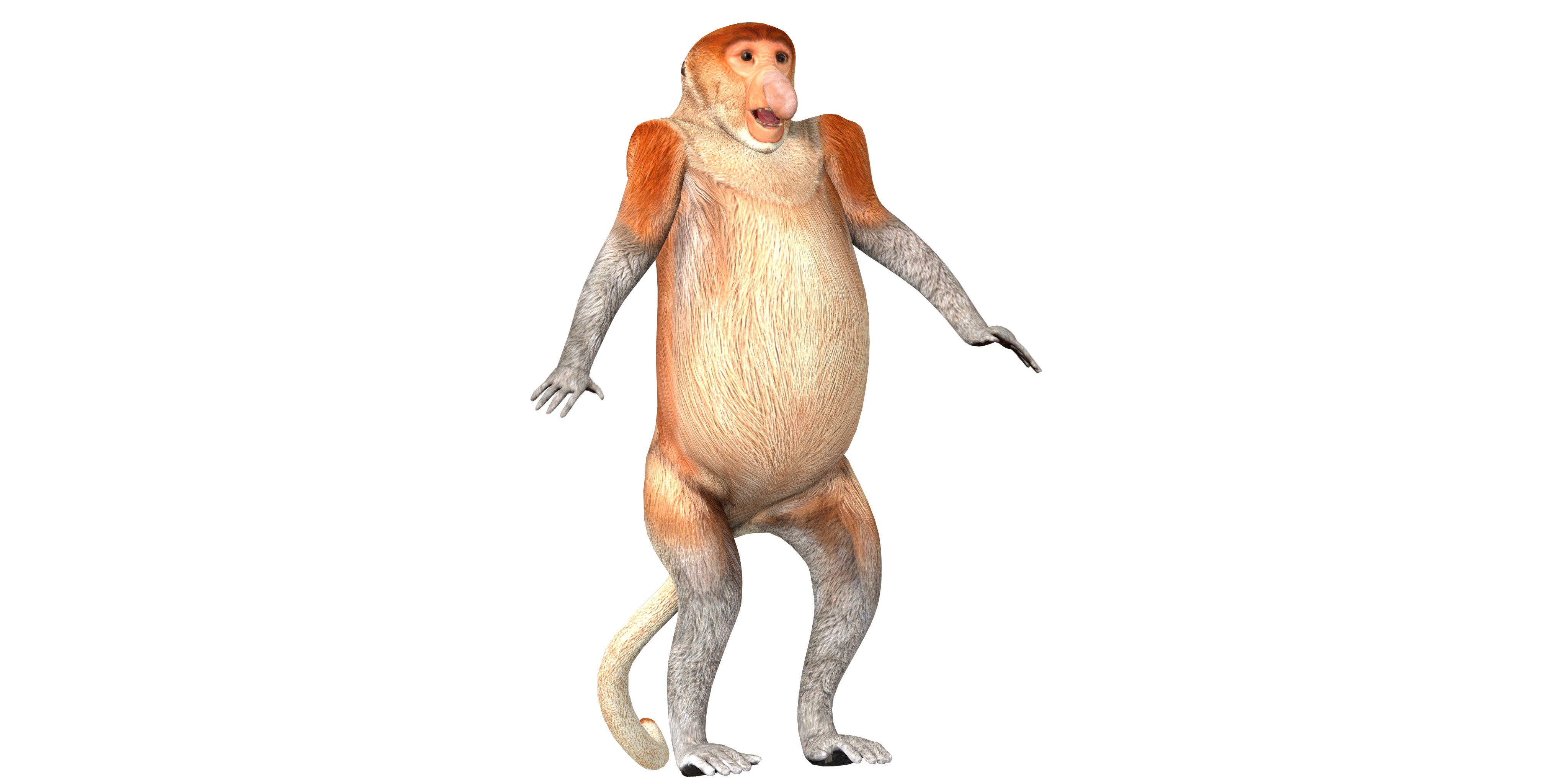 Proboscis Monkey Low-poly 3D model_7