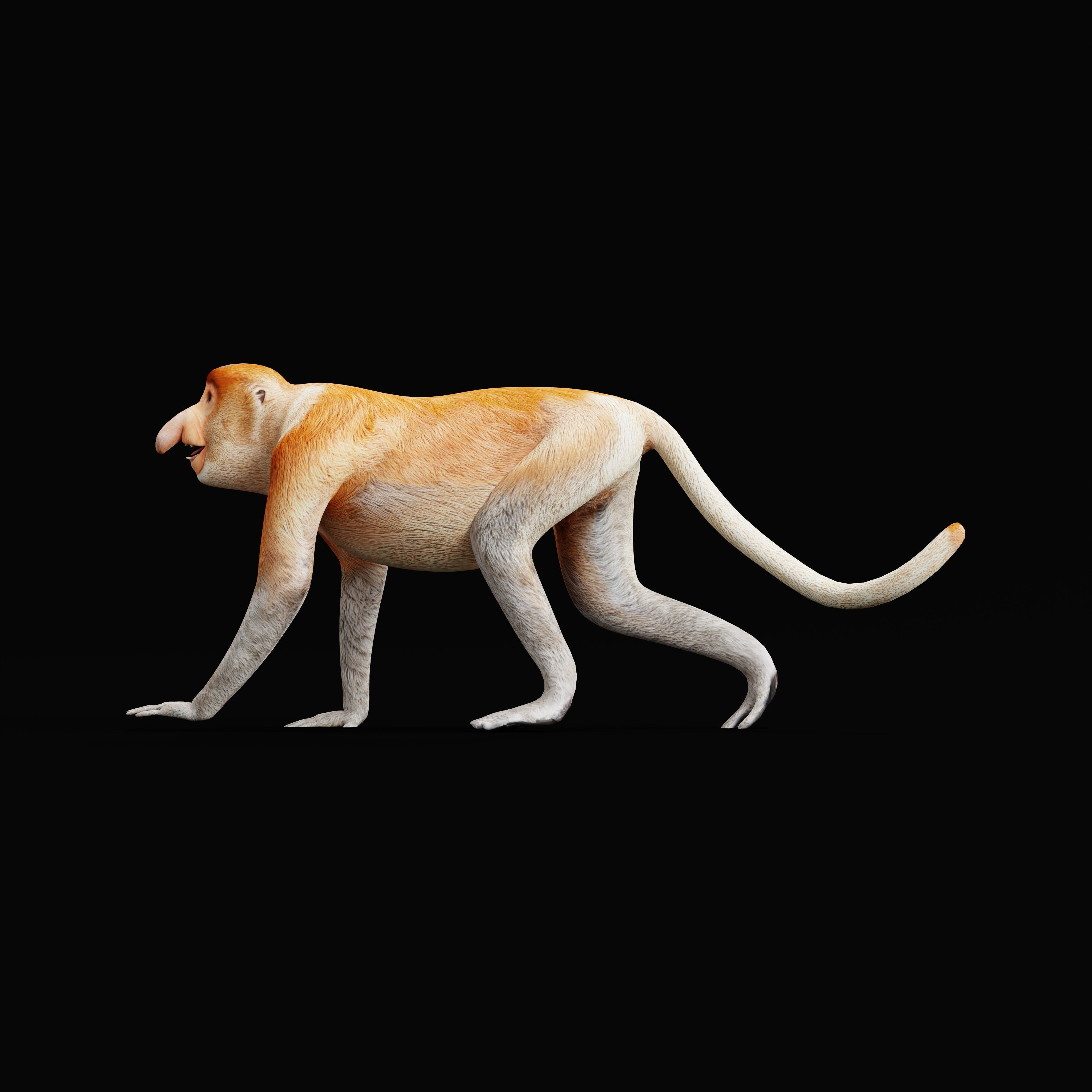 Proboscis Monkey Low-poly 3D model_44