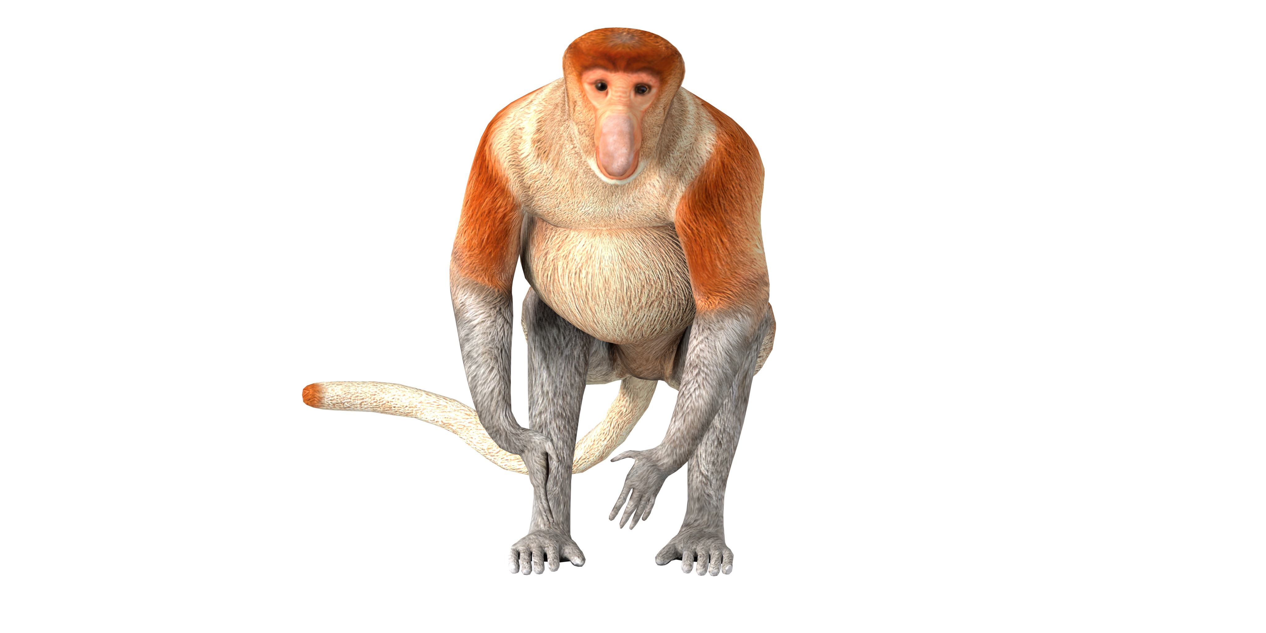 Proboscis Monkey Low-poly 3D model_6