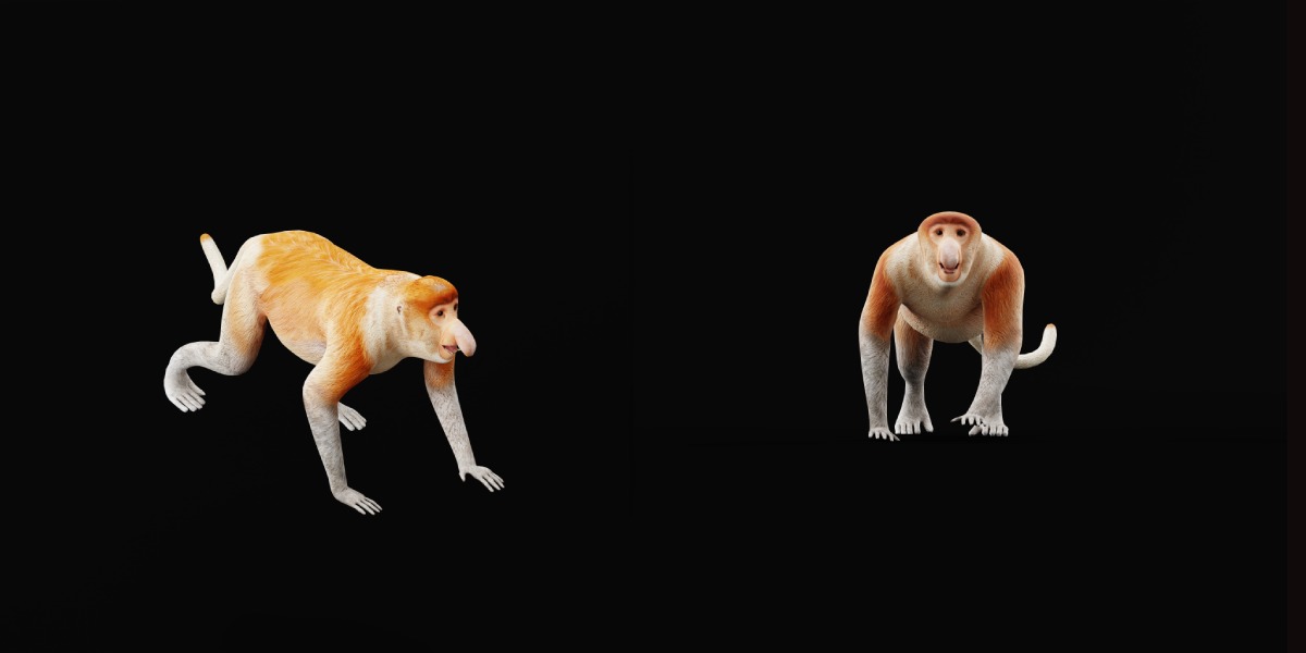 Proboscis Monkey Low-poly 3D model_34