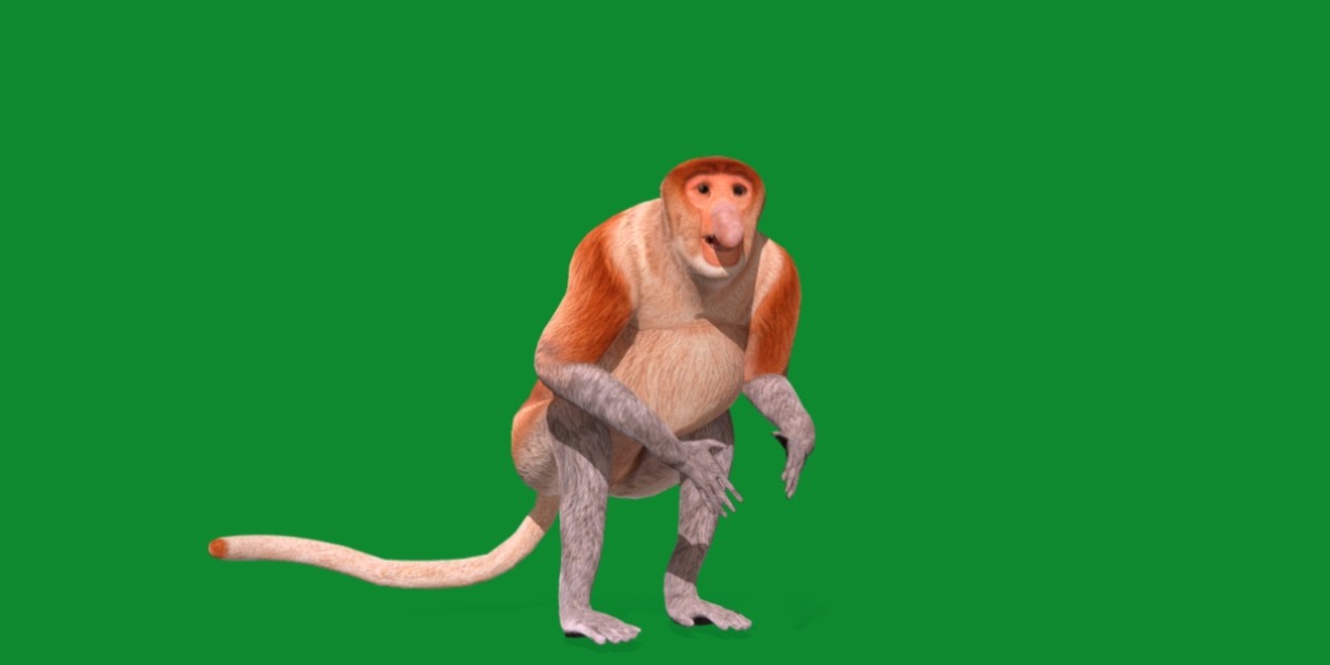 Proboscis Monkey Low-poly 3D model_17