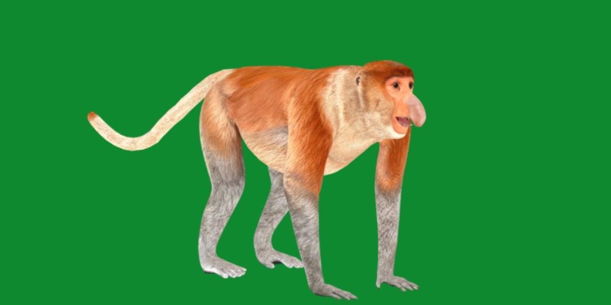 Proboscis Monkey Low-poly 3D model_13