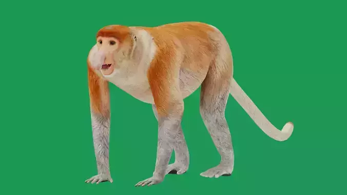 Proboscis Monkey Low-poly 3D model