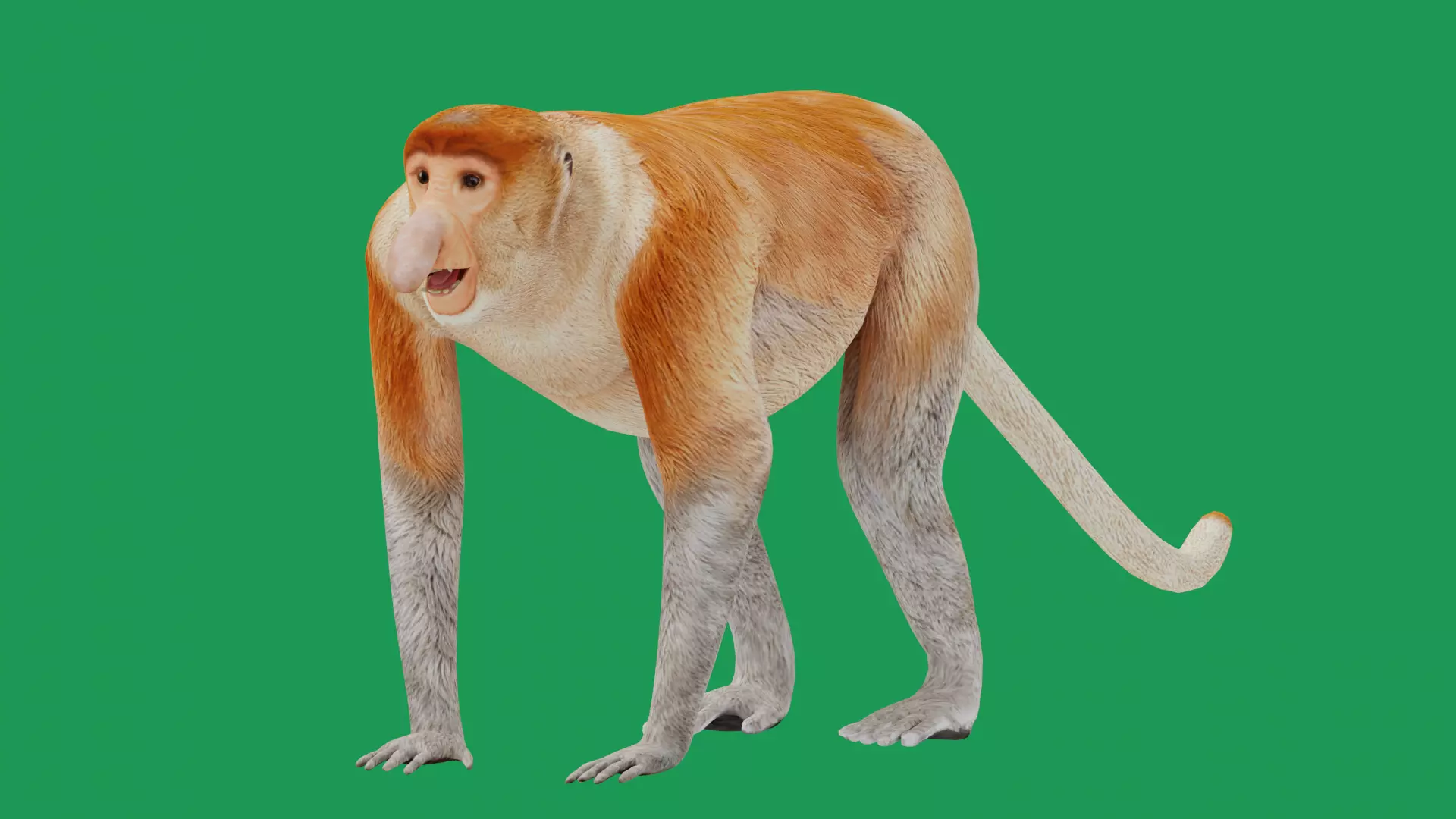 Proboscis Monkey Low-poly 3D model_0