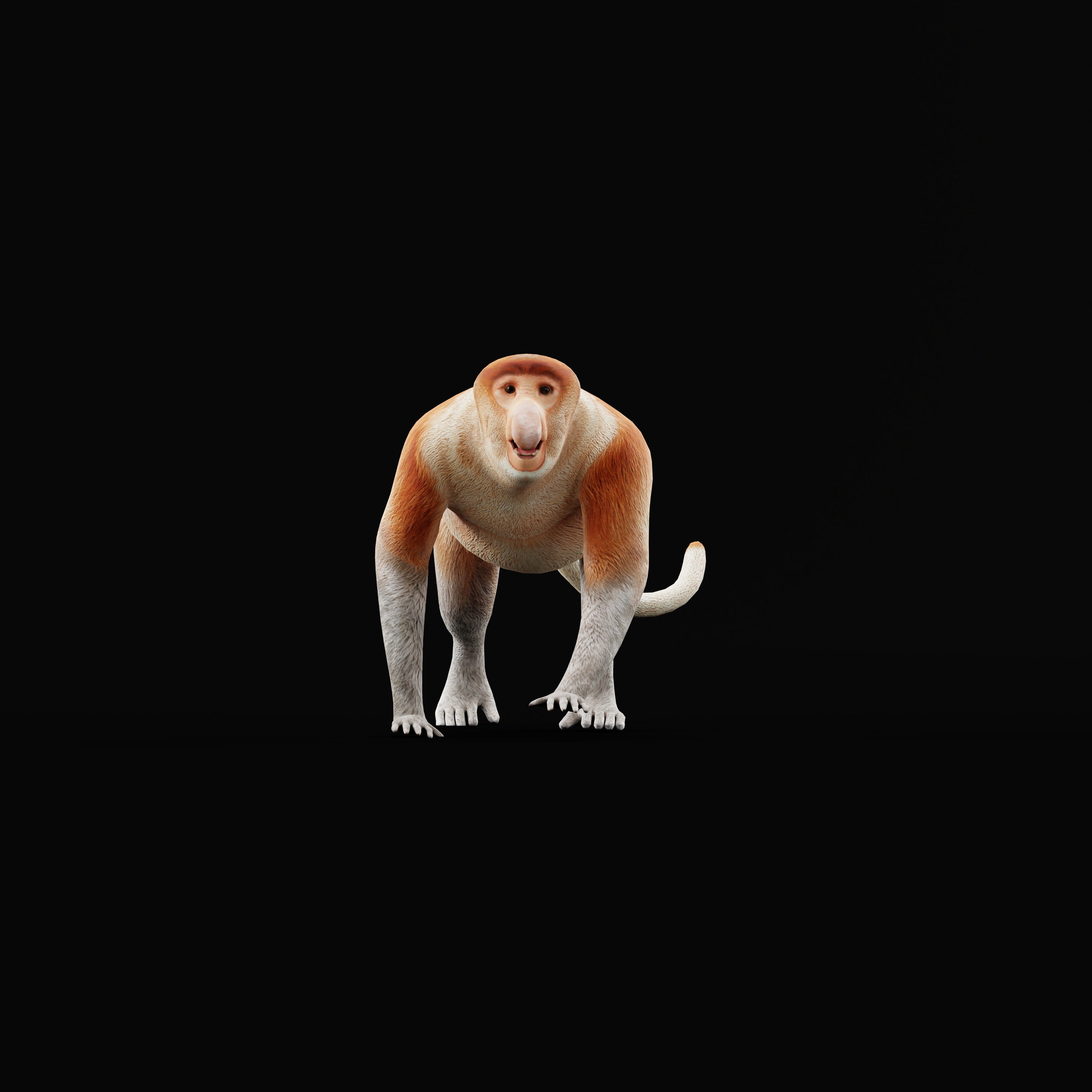 Proboscis Monkey Low-poly 3D model_45