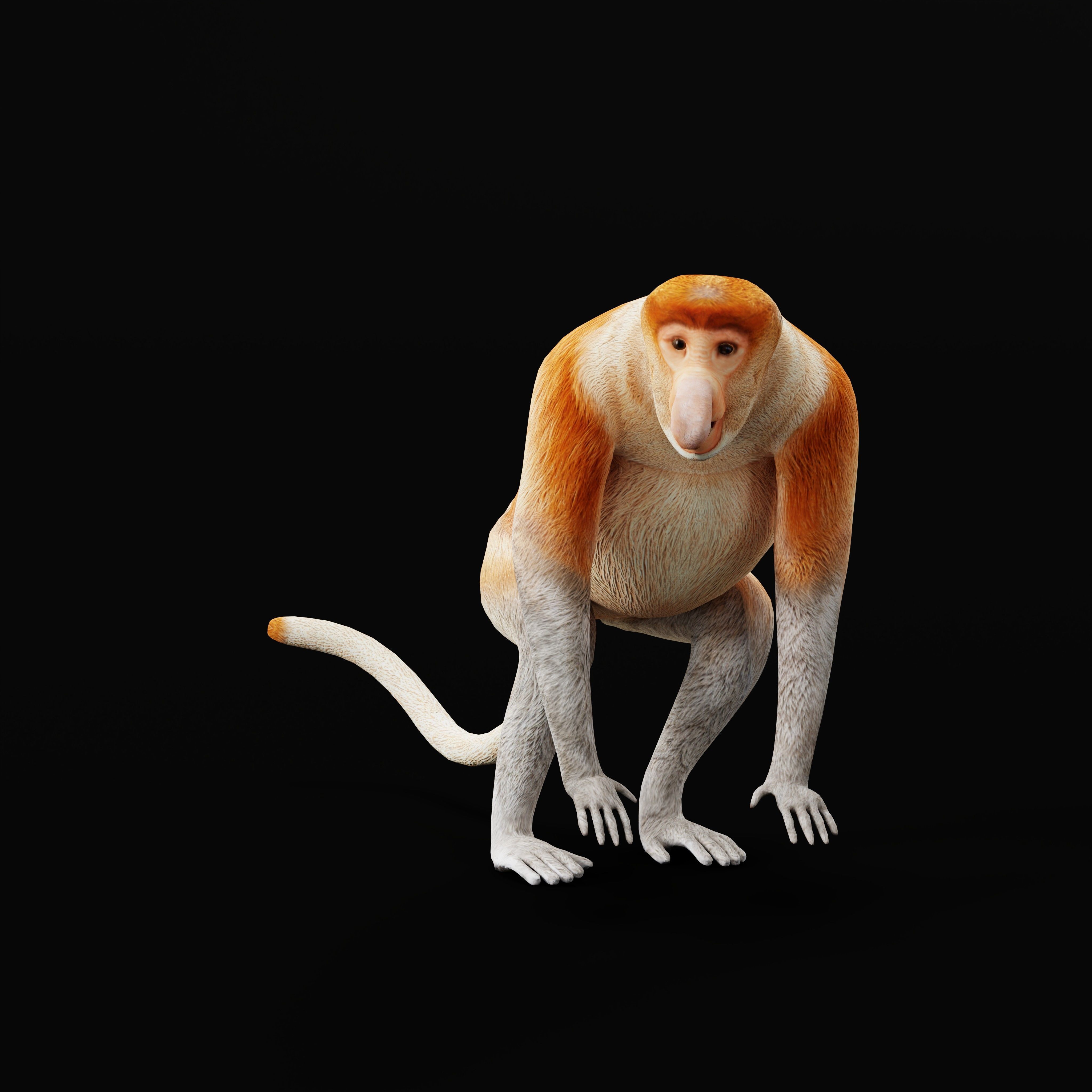 Proboscis Monkey Low-poly 3D model_47