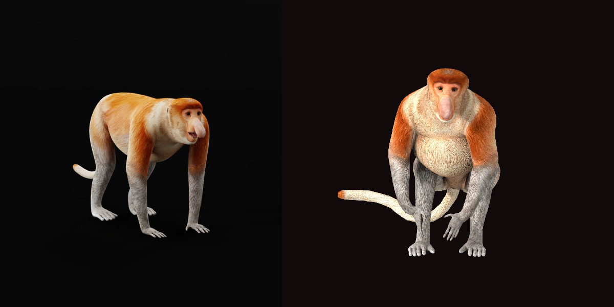 Proboscis Monkey Low-poly 3D model_31
