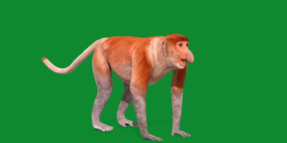 Proboscis Monkey Low-poly 3D model_12