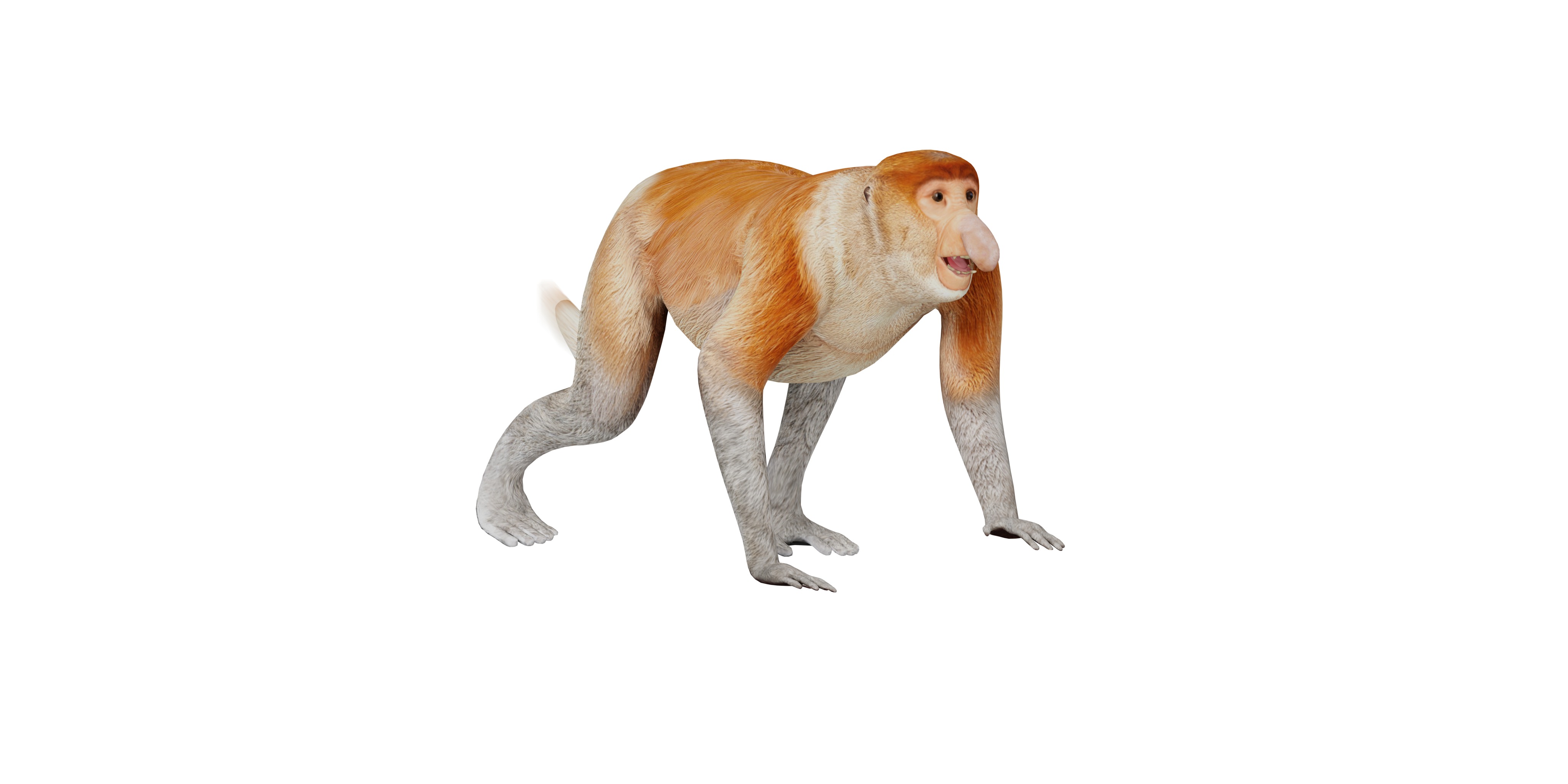 Proboscis Monkey Low-poly 3D model_18