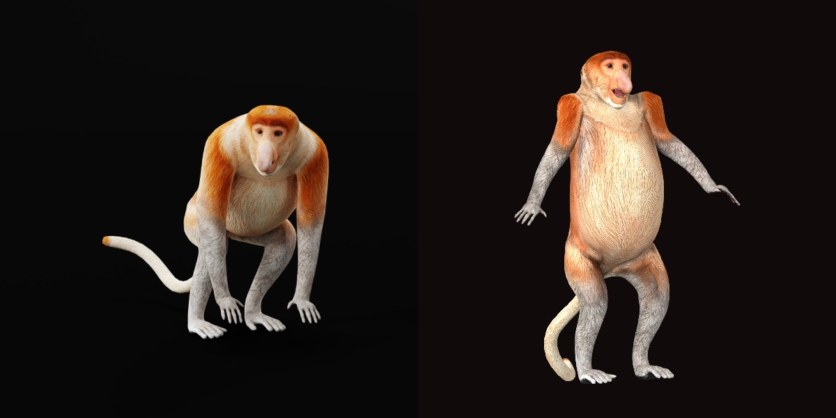 Proboscis Monkey Low-poly 3D model_35