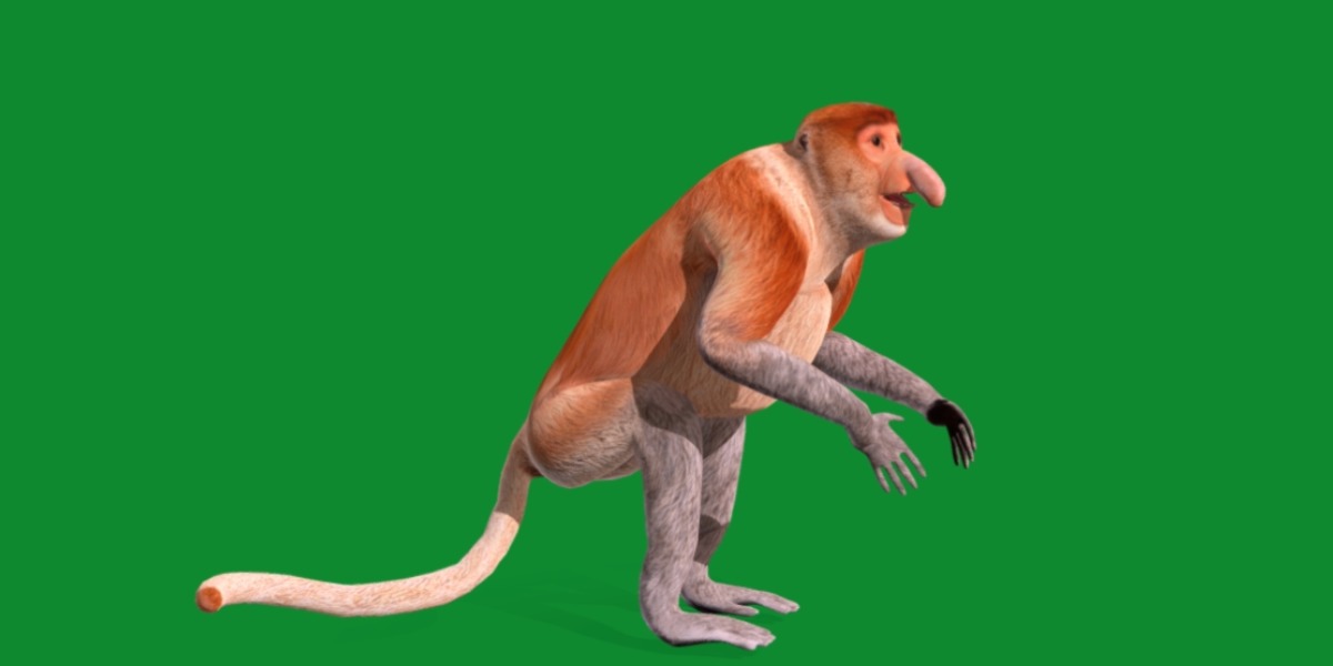 Proboscis Monkey Low-poly 3D model_16