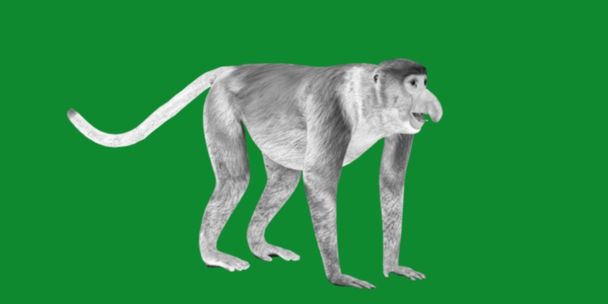 Proboscis Monkey Low-poly 3D model_9