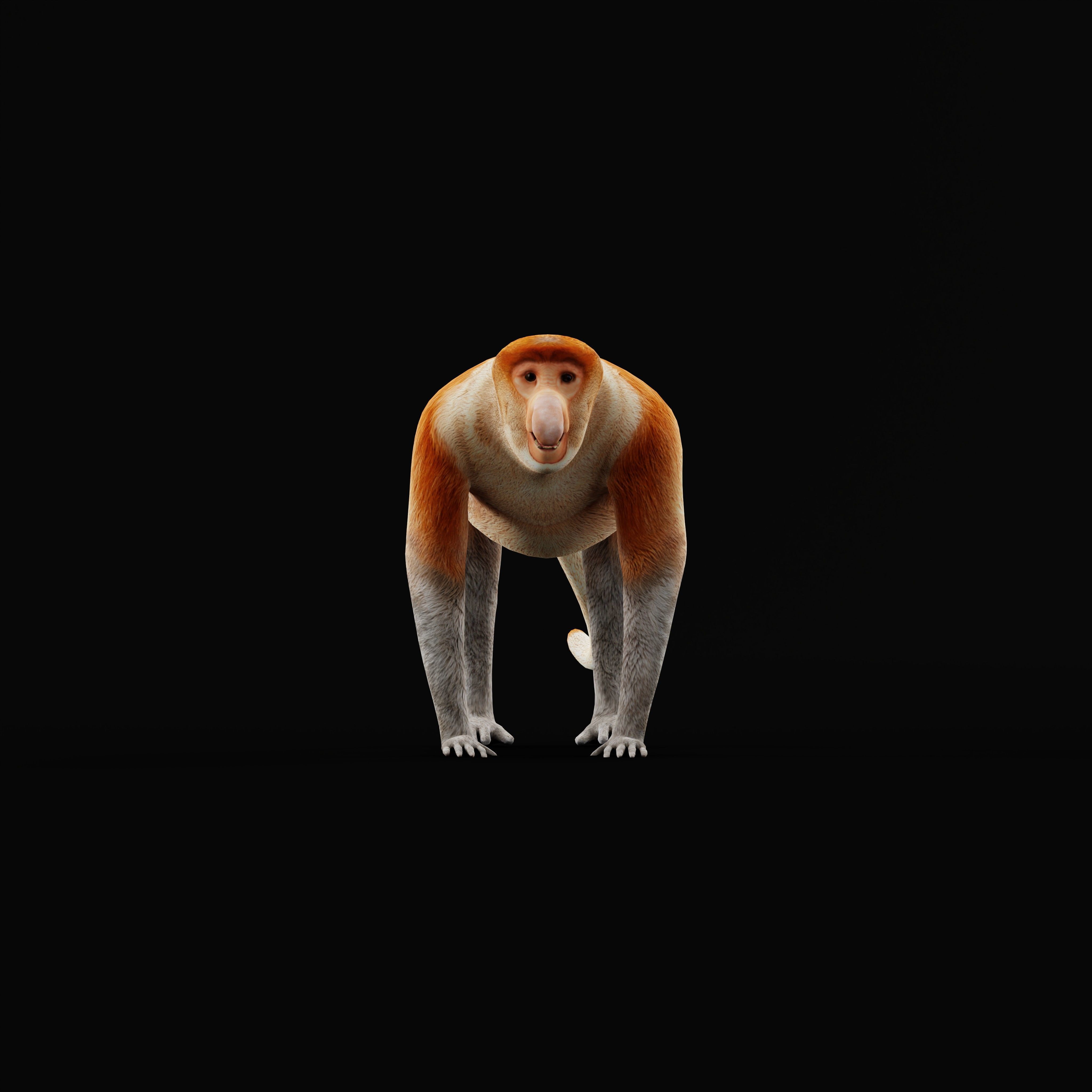 Proboscis Monkey Low-poly 3D model_41
