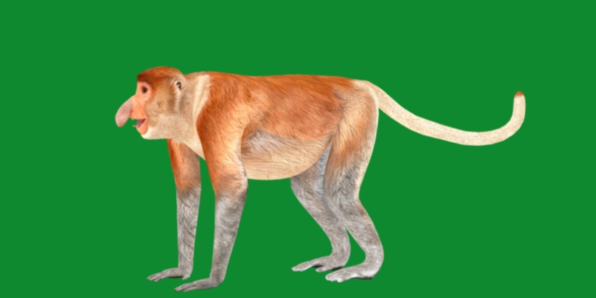 Proboscis Monkey Low-poly 3D model_8