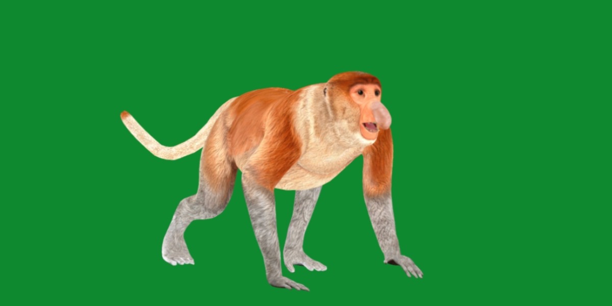 Proboscis Monkey Low-poly 3D model_14