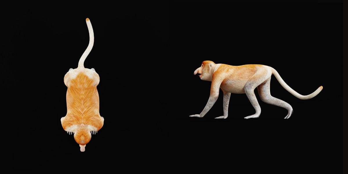 Proboscis Monkey Low-poly 3D model_33