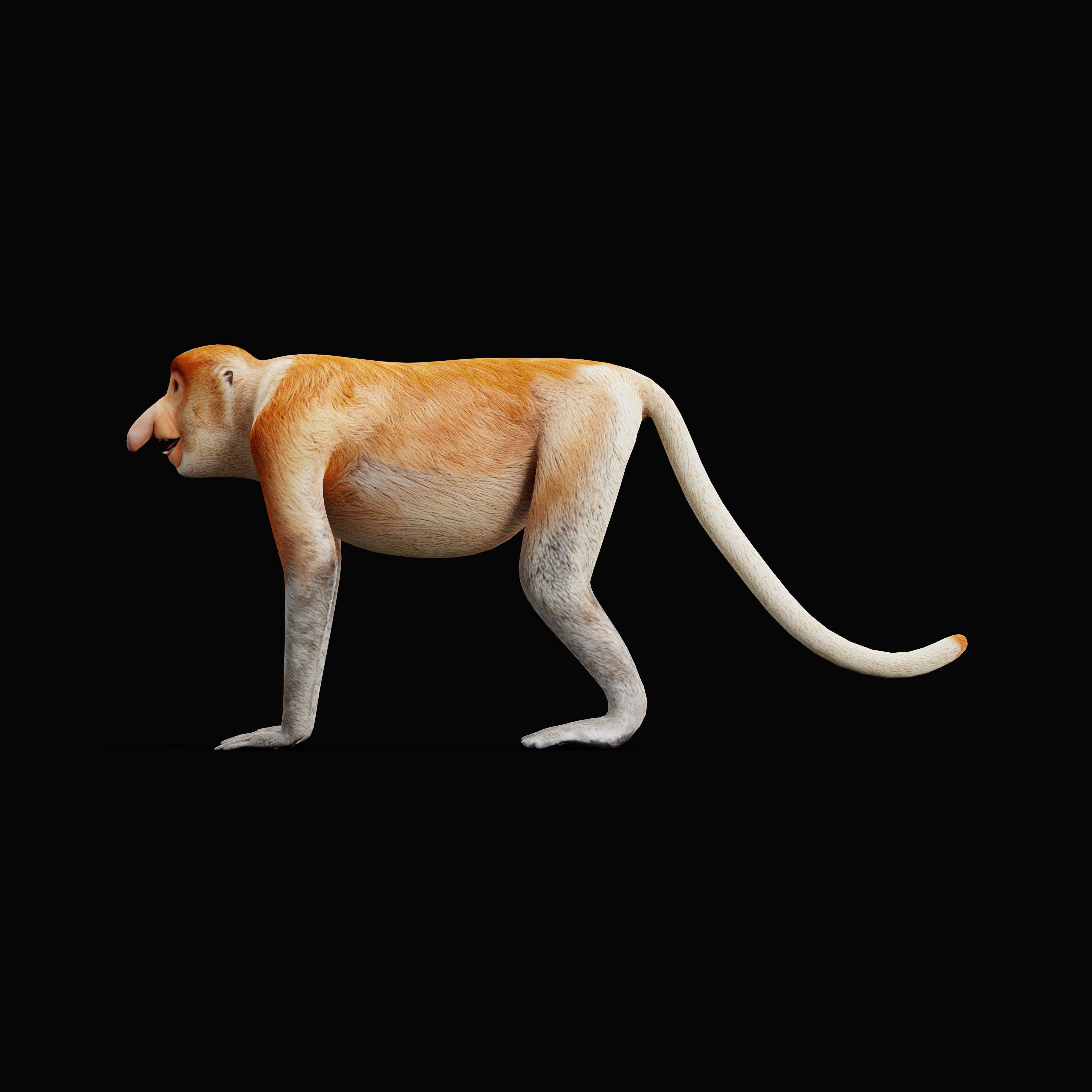 Proboscis Monkey Low-poly 3D model_42