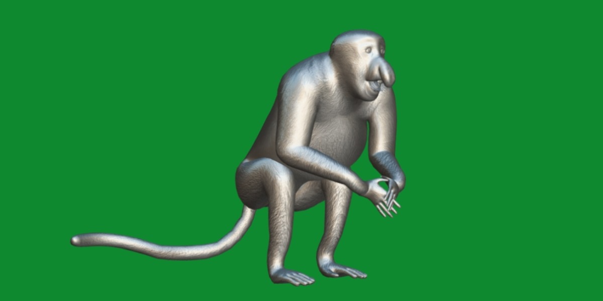 Proboscis Monkey Low-poly 3D model_25