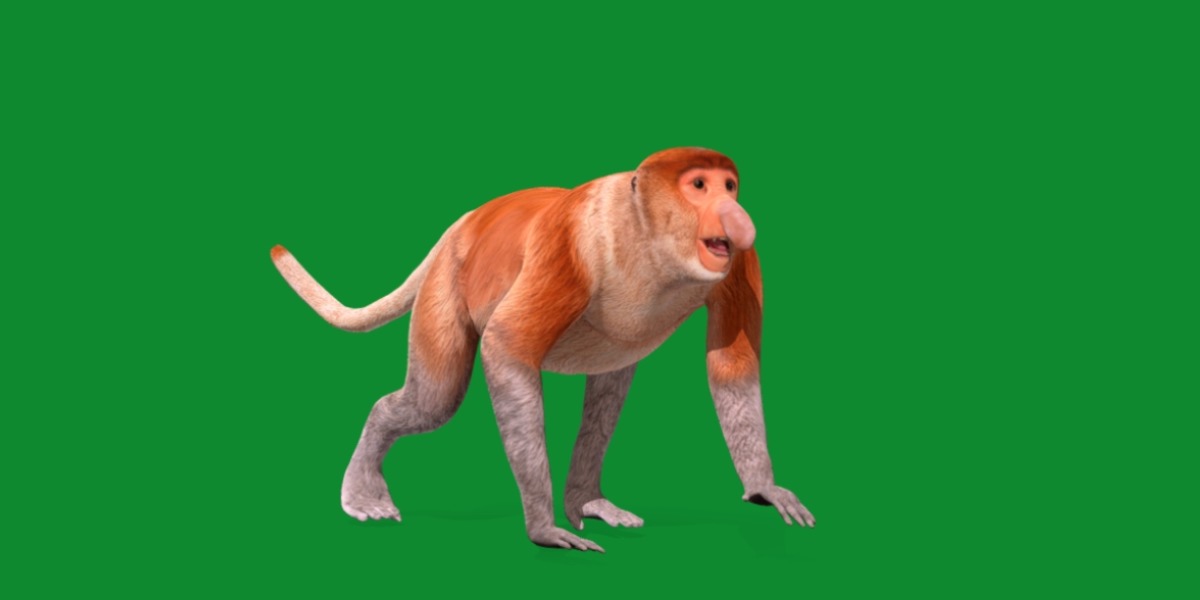 Proboscis Monkey Low-poly 3D model_15