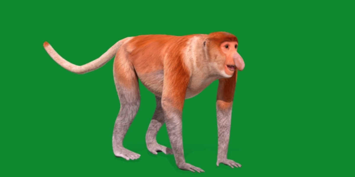 Proboscis Monkey Low-poly 3D model_30