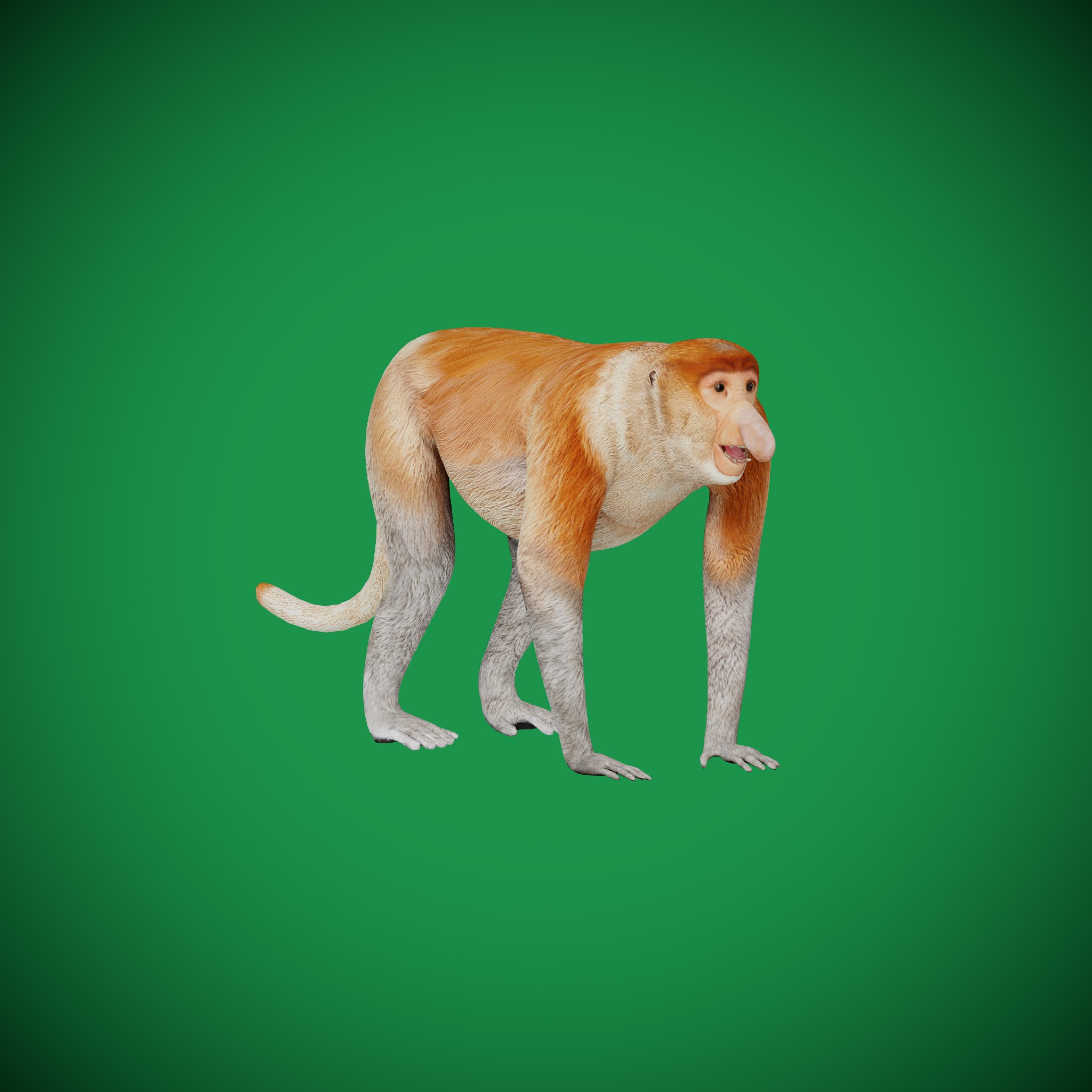 Proboscis Monkey Low-poly 3D model_37
