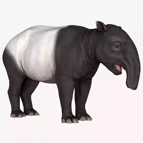 Malayan Tapir