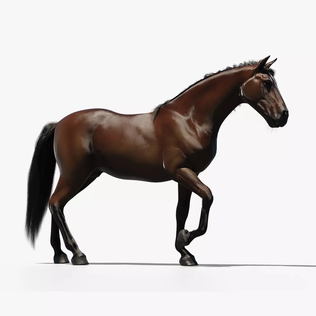 Brown horse 3D model_0