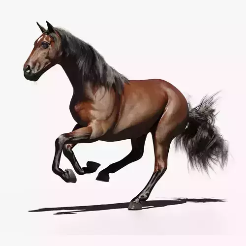 Horse animated